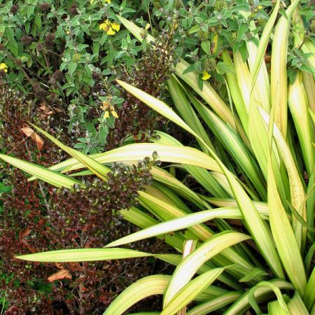 Phormium "Yellow Wave" - Photo by Seán A. O'Hara (CC BY-SA 2.0)