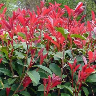Photinia 'Carre Rouge' -Image by Meatle from Pixabay
