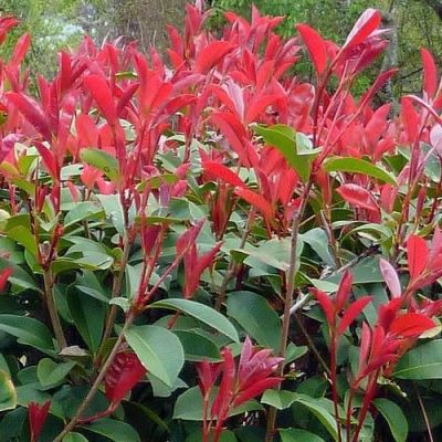 Photinia 'Carre Rouge ' (10L pot)