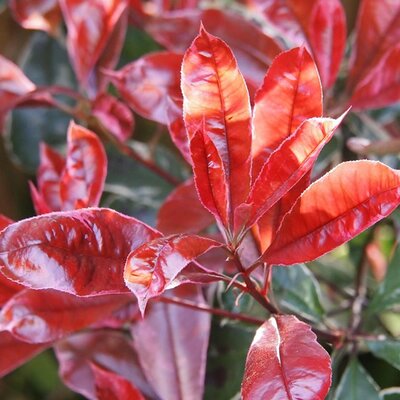 Photinia 'Corallina' Ball - Image by angelstar from Pixabay 