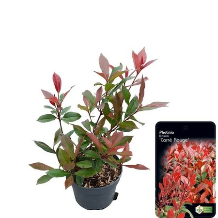 Photinia 'Carre Rouge' - Image courtesy of Syngenta Flowers