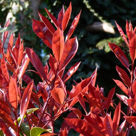 Photinia fraseri 'Little Fenna' - Image by Peter from Pixabay 