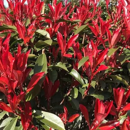  - Public image here under fair use