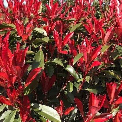 Photinia Fraseri 'Robusta Compacta' Cone (55L pot)