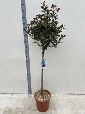 Photinia Fraseri 'Robusta Compacta' Standard– 180cm (25L pot)
