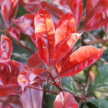 Photinia Magical Volcano - Image by angelstar from Pixabay 
