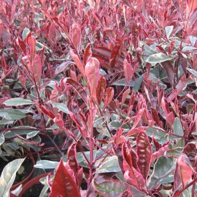 'Photina Pink Marble' - photo by Leonora 