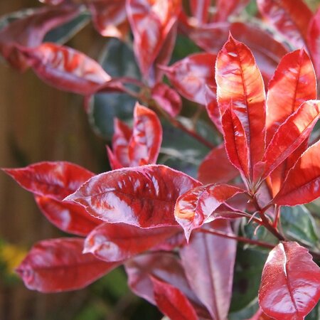 Photinia Red Compacta Parachute (40L pot)