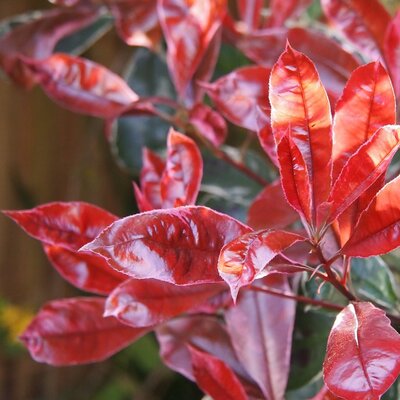 Photinia 'Red Compacta Parachute' (40L pot)