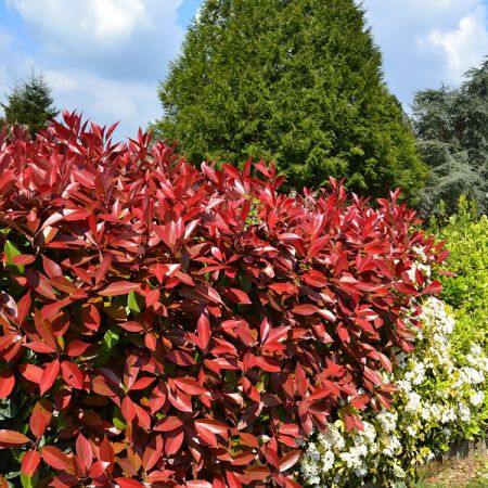 Photinia Red Robin - Image by Julia Casado from Pixabay 