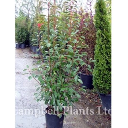 Photinia Red Robin - Image Courtesy of Campbell's Plants Ltd