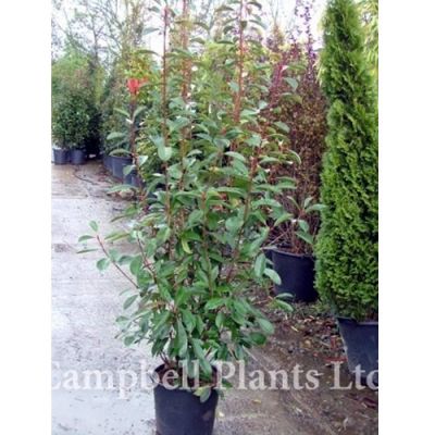 Photinia 'Red Robin' (2L pot)