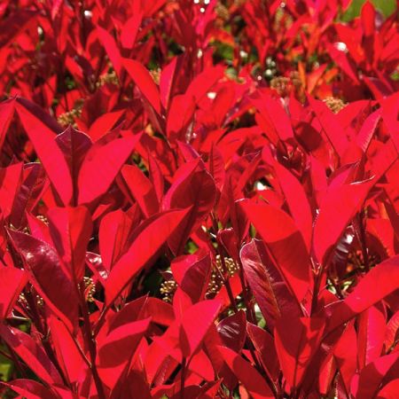 Photinia F. Red Robin Compacta - Image by jacqueline macou from Pixabay 