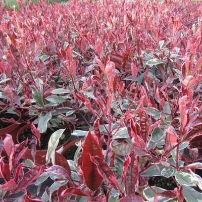 Photinia X Fras. 'Pink Marble' - Photo by Leonora (Ellie) Enking (CC BY-SA 2.0)