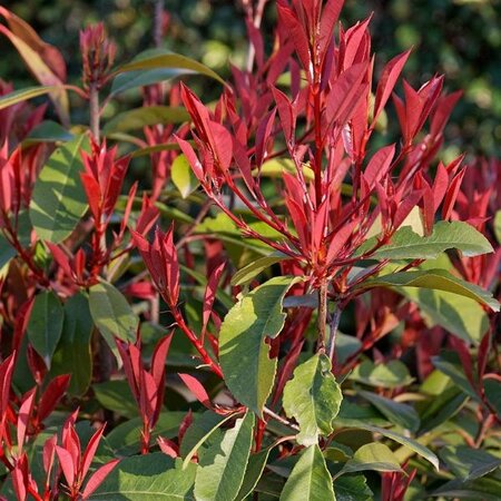 Photinia 'Red Robin' - Photo by Daniel VILLAFRUELA (CC BY-SA 4.0)