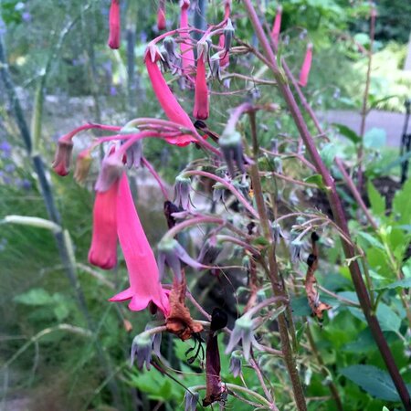 Phygelius 'Devil's Tears' - Photo by Megan Hansen (CC BY-SA 2.0)