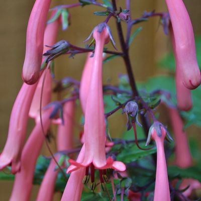 Phygelius “Funfare Wine” - Image by PollyDot from Pixabay  