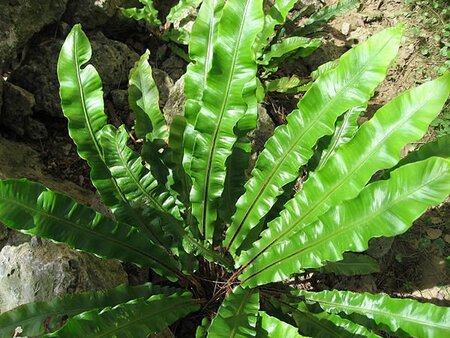 Phyllitis Scolopendrium - Photo by Liné1 (GFDL)