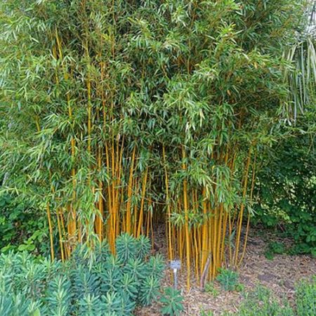 Phyllostachys Aureosulcata "Aureocaulis" - Photo by Daderot (CC0 1.0)