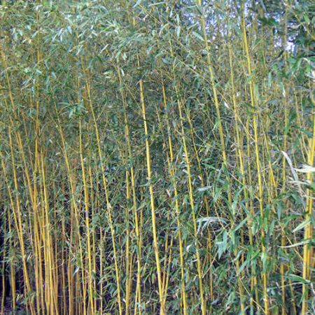 Phyllostachys "Spectabilis" - Photo by Jordi Coll Costa (GFDL)