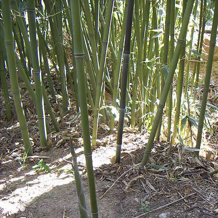 Phyllostachys "Bissetii" - Photo by Jordi Coll Costa (CC BY-SA 2.5)