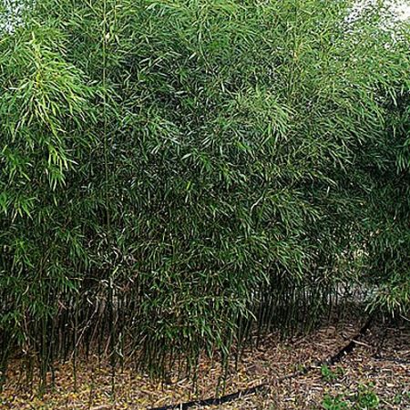 Phyllostachys "Bissetii" - Photo by Filostachys (CC BY-SA 4.0)