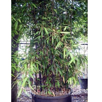 Phyllostachys Nigra - Image Courtesy of Campbell's Plants Ltd