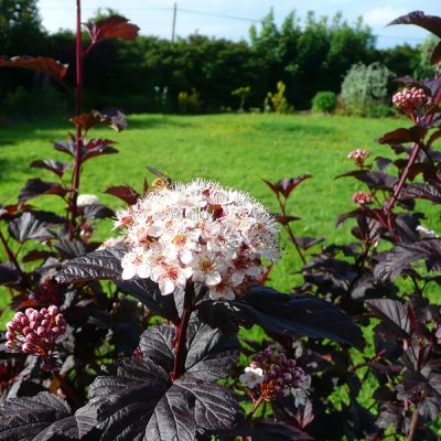 Physocarpus "Diabilo" - Photo by RY