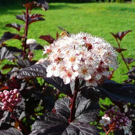 Physocarpus "Diabilo" - Photo by RY