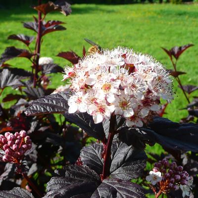 Physocarpus "Diabilo" - Photo by RY