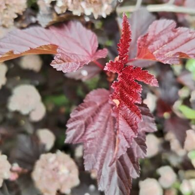 Physocarpus 'Diable dor' ® (3L pot)