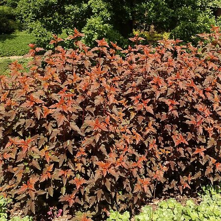 Physocarpus 'Lady in Red' - Photo by Salicyna (CC BY-SA 4.0)