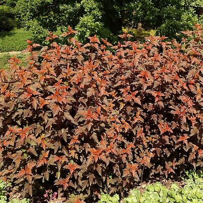 Physocarpus 'Lady in Red' - Photo by Salicyna (CC BY-SA 4.0)
