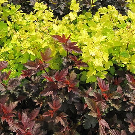Physocarpus 'Rubella' (3L pot)