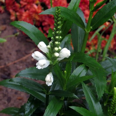 Physostegia 'Crystal Peak White' - Image courtesy of Public Domain Picture