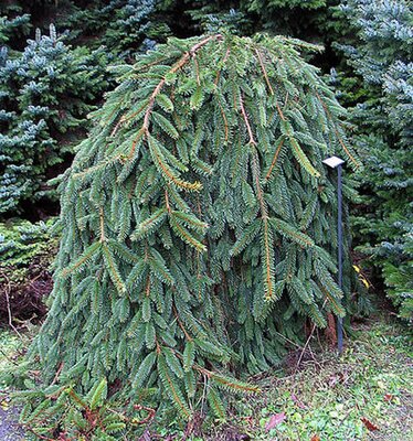 Picea abies 'Inversa' - Photo by Gmihail (CC BY-SA 3.0)