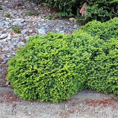 Picea abies "Little Gem" - Photo by Krzysztof Ziarnek, Kenraiz (CC BY_SA 4.0)
