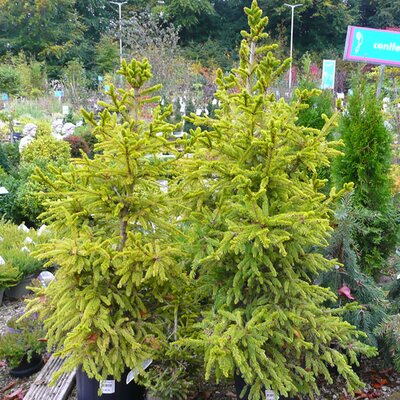 Picea 'Wills Zwerg' - Photo taken at Ardcarne Garden Centre, Boyle – 17/10/2025