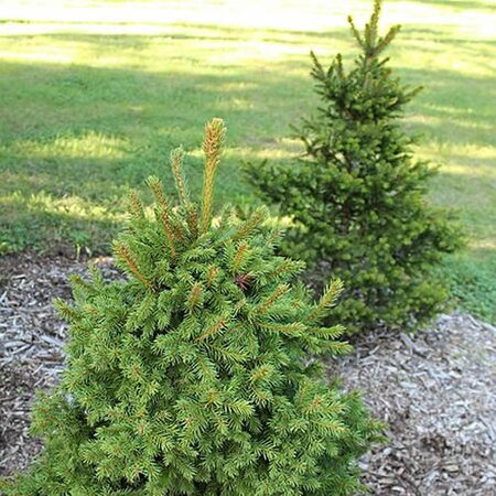 Picea abies “Wills Zwerg” - Photo by Aleksandrs Balodis (CC BY-SA 4.0)