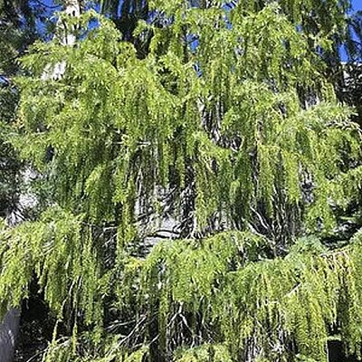Picea breweriana - Photo By stephen_sikes , used under CC-BY-4.0 /Cropped and compressed from original