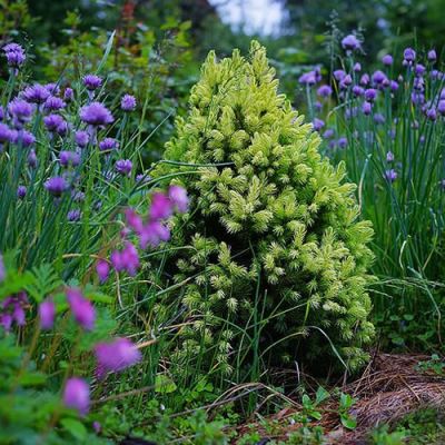 Picea "Daisy White" - Photo by Dmitriy Konstantinov (CC BY-SA 4.0)