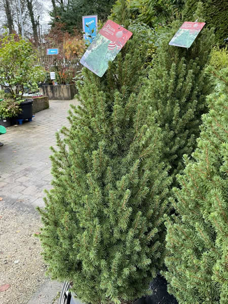Picea Glauca 'Conica' - Photo taken at Ardcarne Garden Centre Boyle -30/11/2025