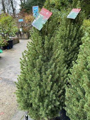 Picea Glauca 'Conica' - Photo taken at Ardcarne Garden Centre Boyle -30/11/2025