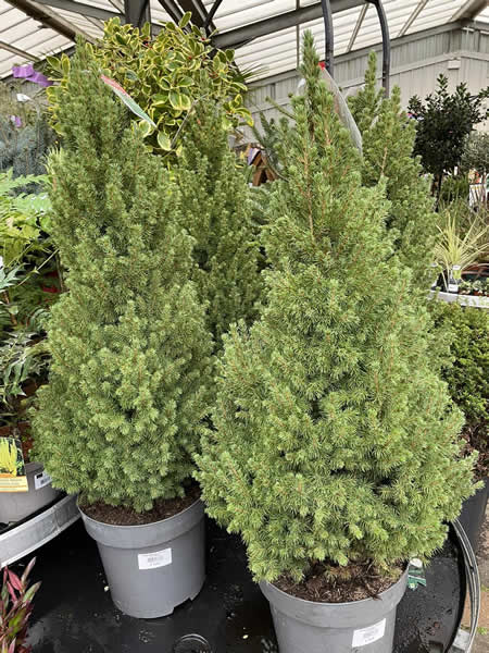 Picea Glauca 'Conica' - Photo taken at Ardcarne Garden Centre Boyle -30/11/2025