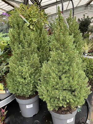 Picea Glauca 'Conica' - Photo taken at Ardcarne Garden Centre Boyle -30/11/2025
