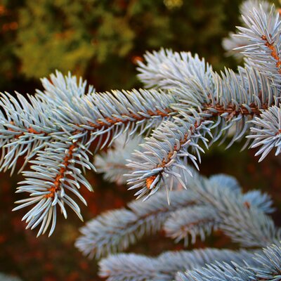Picea glauca “Super Blue”  - Image courtesy of pxhere (CC0 1.00)
