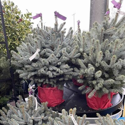 Picea 'Super Blue'  - Photo taken at Ardcarne Garden Centre Boyle -30/11/2025