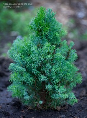 Picea “Sanders Blue”