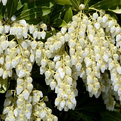 Pieris 'Debutante' (3L pot)