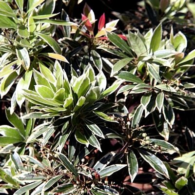 'Pieris Flaming Silver' - photo by David J. Stang (CC License)